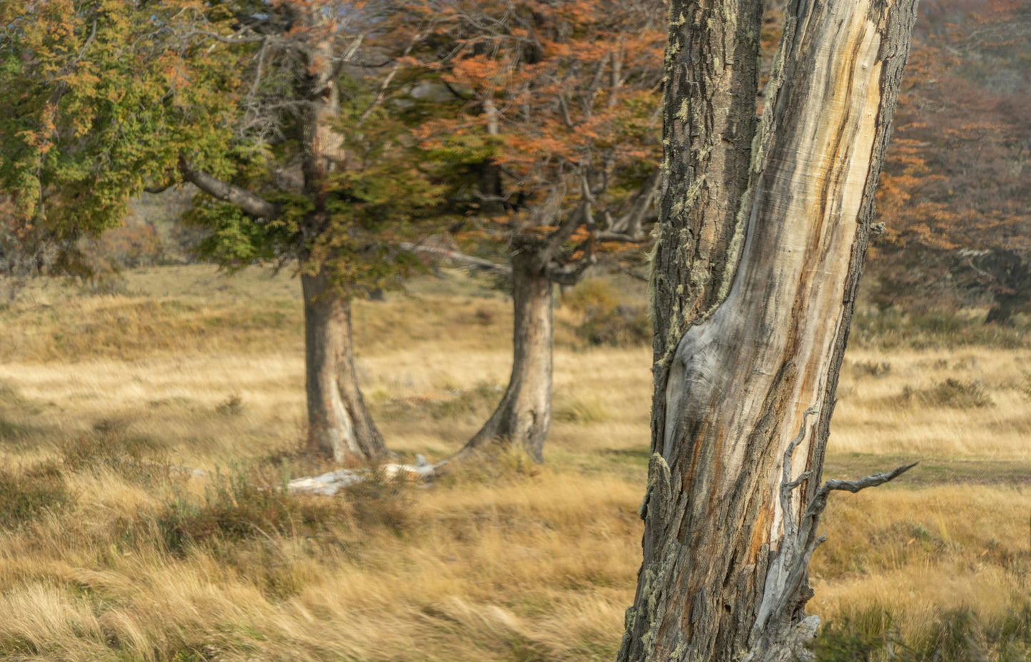 Beech Trees Ushuaia Tierra del Fuego Patagonia