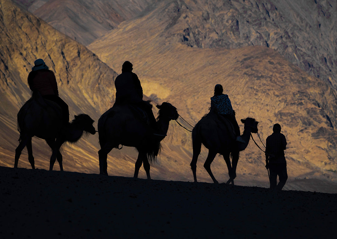Camels Diskit Ladakh India