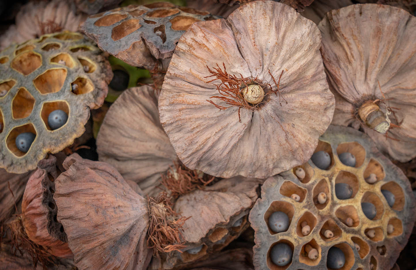 Lotus Seed Pods Vietnam