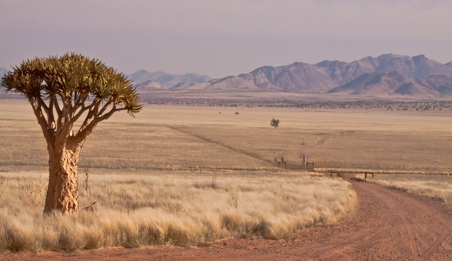 Quiver Tree Namibia