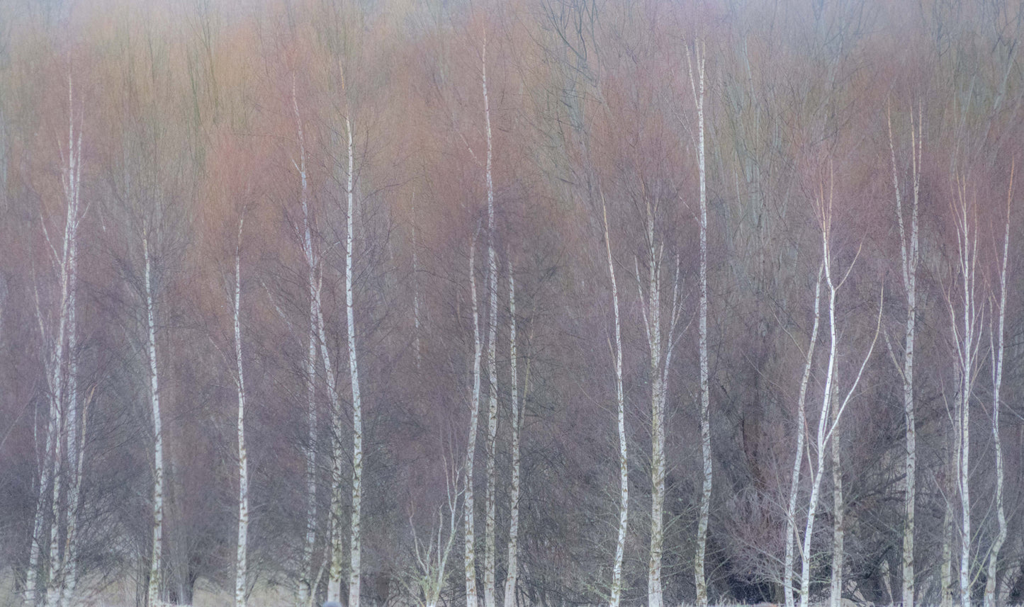 Rainbow Forest Patagonia