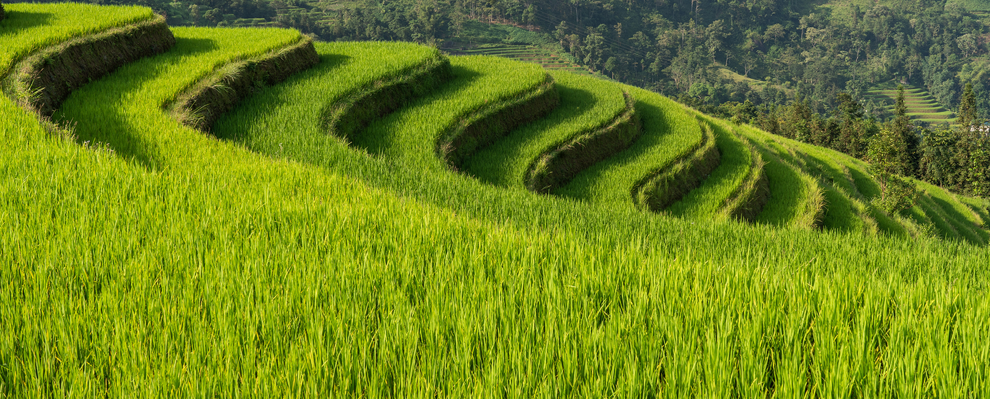 Rice Terraces Vietnam