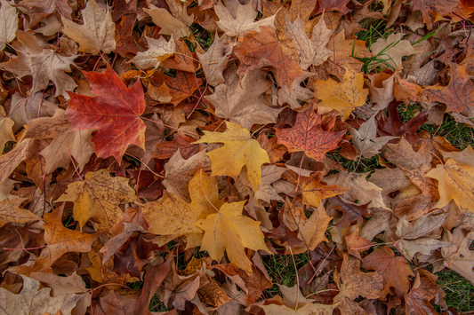 Autumn Leaves Arrowtown New Zealand