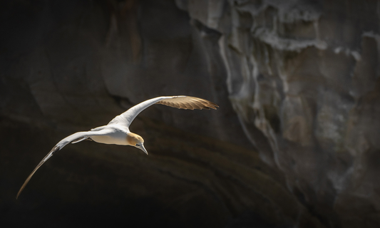 Gannet in Flight Muriwai New Zealand