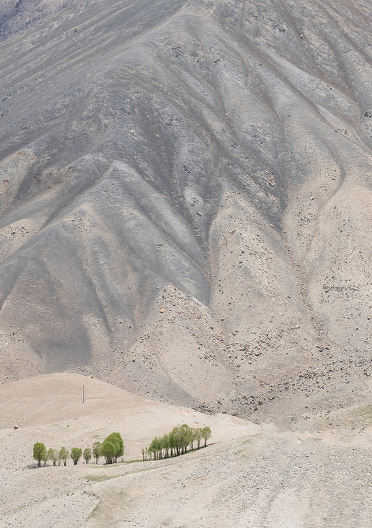 Trees Ladakh India